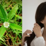 Haircare Tips: कम उम्र में सफेद बाल और हेयर फॉल रोकने का आयुर्वेदिक तरीका – भृंगराज