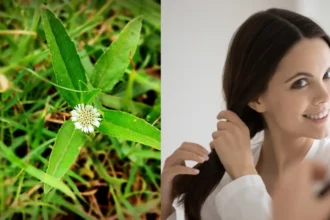 Haircare Tips: कम उम्र में सफेद बाल और हेयर फॉल रोकने का आयुर्वेदिक तरीका – भृंगराज