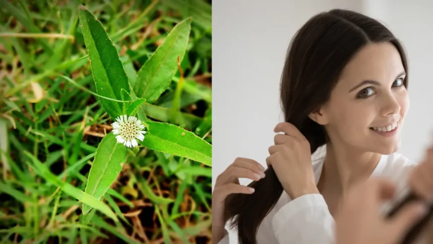 Haircare Tips: कम उम्र में सफेद बाल और हेयर फॉल रोकने का आयुर्वेदिक तरीका – भृंगराज