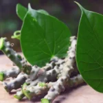Giloy: गिलोय से बाल झड़ने की समस्या का प्राकृतिक इलाज, बालों को बनाएं मजबूत और घना