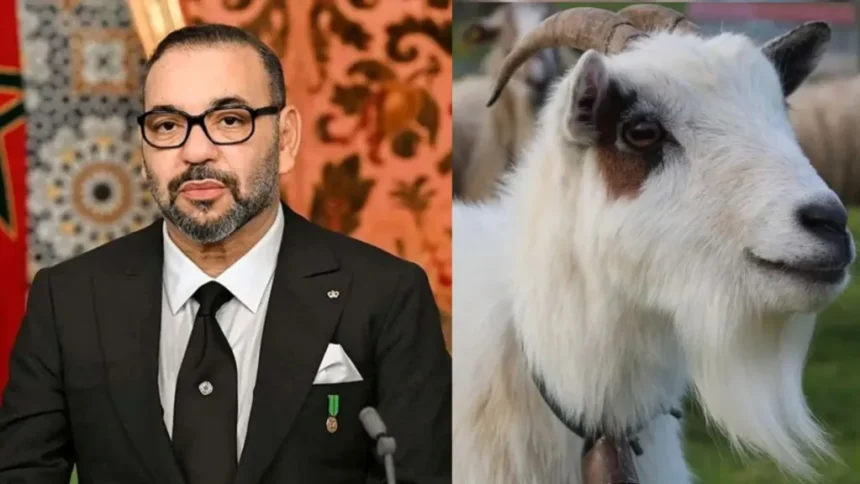 Bakrid 2025: King Mohammed VI का आदेश, बकरीद पर कुर्बानी बैन, Morocco में धर्म बनाम नीतियों की जंग