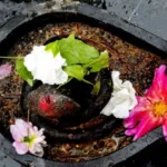शिवलिंग पर चढ़ाएं सही फूल, पूरी हो सकती है आपकी हर मनोकामना – जानिए कैसे