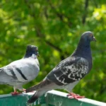 Pigeon Cooing Sign: कबूतर की गुटरगूं: क्या सच में होते हैं शुभ-अशुभ संकेत? जानिए शास्त्र के अनुसार