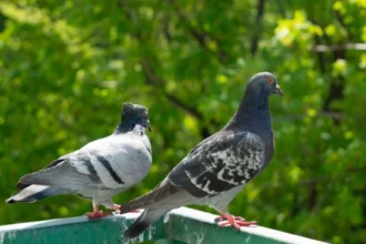 Pigeon Cooing Sign: कबूतर की गुटरगूं: क्या सच में होते हैं शुभ-अशुभ संकेत? जानिए शास्त्र के अनुसार