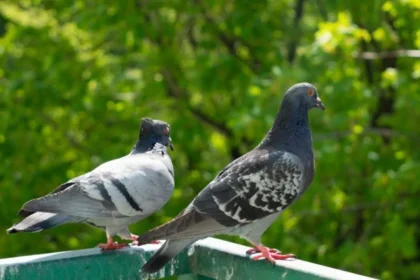 Pigeon Cooing Sign: कबूतर की गुटरगूं: क्या सच में होते हैं शुभ-अशुभ संकेत? जानिए शास्त्र के अनुसार