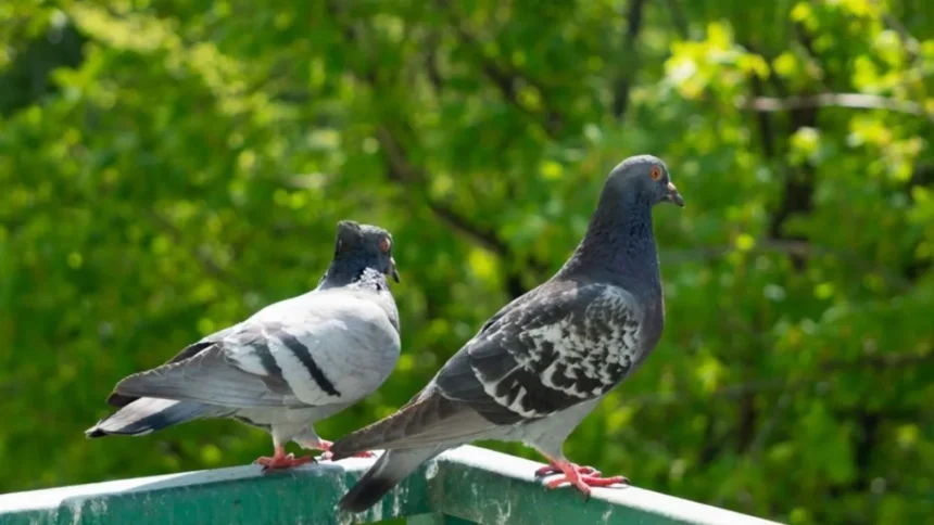 Pigeon Cooing Sign: कबूतर की गुटरगूं: क्या सच में होते हैं शुभ-अशुभ संकेत? जानिए शास्त्र के अनुसार