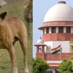 Supreme Court: दिल्ली-एनसीआर की सड़कों से आवारा कुत्तों को तुरंत हटाया जाए, सुप्रीम कोर्ट का लिखित ऑर्डर, कल सुनवाई