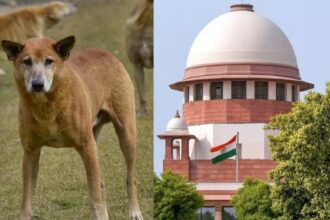 Supreme Court: दिल्ली-एनसीआर की सड़कों से आवारा कुत्तों को तुरंत हटाया जाए, सुप्रीम कोर्ट का लिखित ऑर्डर, कल सुनवाई