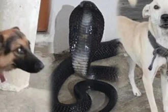 Viral News: पालतू कुत्तों ने बचाई मालिक की जान, घर में घुसे 6 फीट लंबे कोबरा सांप को किया काबू