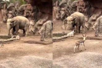 Viral News: डूबते हिरण के बच्चे को हाथी ने बचाया, सूंड़ से किया ऐसा चमत्कार कि देखकर रह जाएंगे दंग, देखें Viral Video