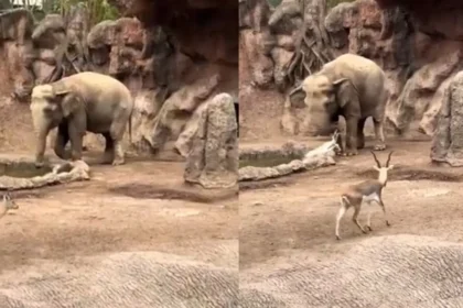 Viral News: डूबते हिरण के बच्चे को हाथी ने बचाया, सूंड़ से किया ऐसा चमत्कार कि देखकर रह जाएंगे दंग, देखें Viral Video