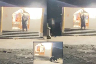 Viral News : मंदिर में घंटी बजाते दिखा भालू, Viral Video