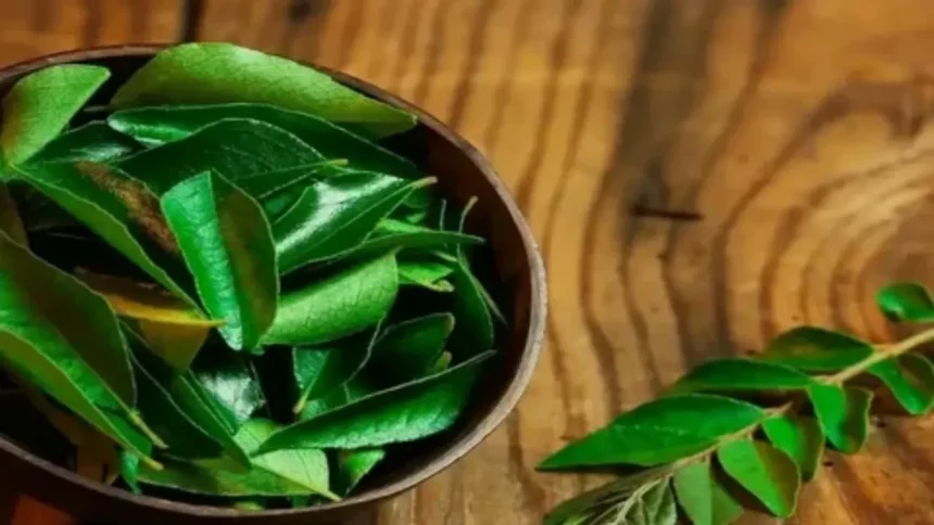 Curry Leaves: करी पत्ता स्वाद के साथ सेहत का भी खजाना, जानिए रोजाना करी पत्ता खाने के चौंकाने वाले फायदे