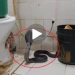 Viral News : कमोड से निकला किंग कोबरा, बाथरूम गए शख्स की बाल-बाल बची जान - Viral Video