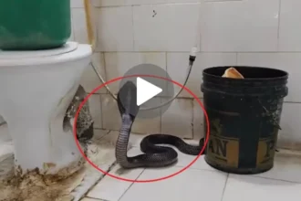 Viral News : कमोड से निकला किंग कोबरा, बाथरूम गए शख्स की बाल-बाल बची जान - Viral Video