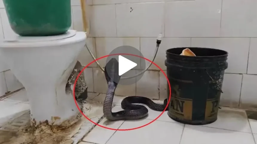 Viral News : कमोड से निकला किंग कोबरा, बाथरूम गए शख्स की बाल-बाल बची जान - Viral Video