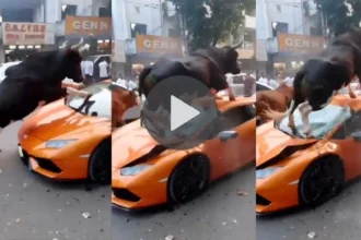Bulls Attack on Lamborghini Video: सांड़ों ने लेम्बोर्गिनी पर किया हमला! वीडियो की असली कहानी आई सामने - Viral Video