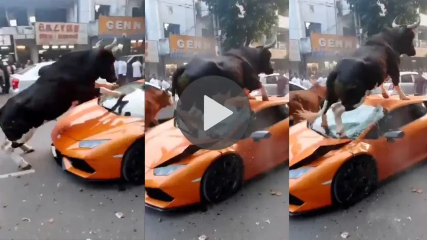 Bulls Attack on Lamborghini Video: सांड़ों ने लेम्बोर्गिनी पर किया हमला! वीडियो की असली कहानी आई सामने - Viral Video