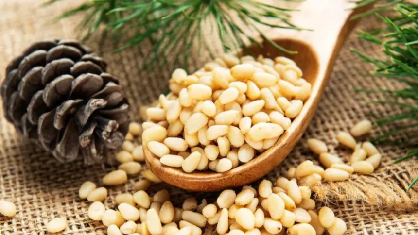 Chilgoza Benefit : सर्दियों में हड्डियों और जोड़ों के दर्द में राहत दिलाएगा चिलगोजा, जानें फायदे व उपयोग की पूरी जानकारी