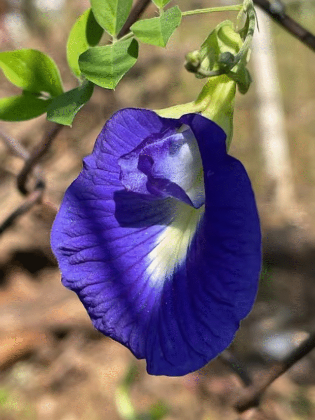 Shankhpushpi Benefits : आयुर्वेद की अनमोल औषधि है शंखपुष्पी, जानें इसके लाभ