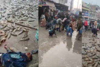 Bihar में इंसानियत हुई शर्मसार: छात्र को टक्कर मार पिकअप वाहन पलटा, लोग शव को छोड़ मछलियां लूटने लगे - Video Viral