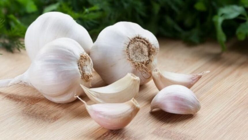 Garlic Benefits : लहसुन के फायदे और स्वास्थ्य लाभ: जानिए क्यों इसे कहते हैं प्राकृतिक औषधि