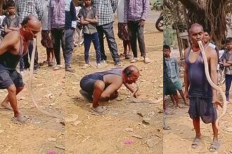 King Cobra Dangerous Stunt Video : शख्स ने अपने मुंह में दबोचा जिंदा किंग कोबरा, रोंगटे खड़े कर देगा यह Viral Video