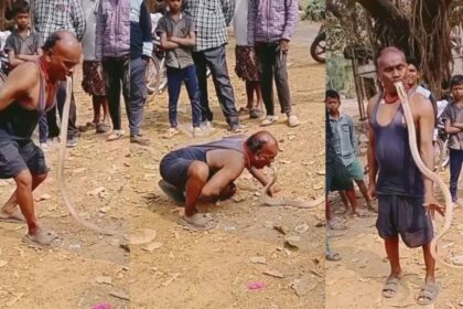 King Cobra Dangerous Stunt Video : शख्स ने अपने मुंह में दबोचा जिंदा किंग कोबरा, रोंगटे खड़े कर देगा यह Viral Video