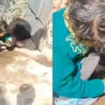 Viral News : भैंस के बच्चे को ब्रश कराता दिखा नन्हा बच्चा, सोशल मीडिया पर मासूमियत भरा Video Viral