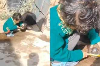 Viral News : भैंस के बच्चे को ब्रश कराता दिखा नन्हा बच्चा, सोशल मीडिया पर मासूमियत भरा Video Viral