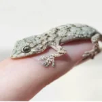 Lizard Falling On Body: शरीर पर छिपकली गिरना शुभ या अशुभ? जानें शकुन शास्त्र के अनुसार संकेत और उपाय