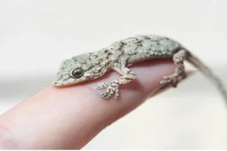 Lizard Falling On Body: शरीर पर छिपकली गिरना शुभ या अशुभ? जानें शकुन शास्त्र के अनुसार संकेत और उपाय