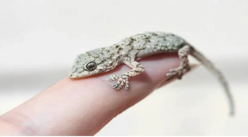 Lizard Falling On Body: शरीर पर छिपकली गिरना शुभ या अशुभ? जानें शकुन शास्त्र के अनुसार संकेत और उपाय