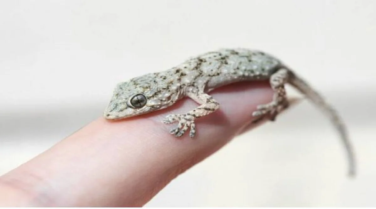 Lizard Falling On Body: शरीर पर छिपकली गिरना शुभ या अशुभ? जानें शकुन शास्त्र के अनुसार संकेत और उपाय