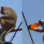 Viral News : वृंदावन में बंदर ने चुराई कोल्ड ड्रिंक, पोल पर बैठकर पीता नजर आया - Video Viral