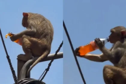 Viral News : वृंदावन में बंदर ने चुराई कोल्ड ड्रिंक, पोल पर बैठकर पीता नजर आया - Video Viral