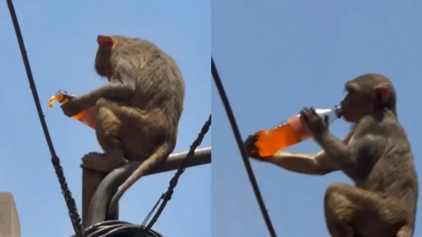 Viral News : वृंदावन में बंदर ने चुराई कोल्ड ड्रिंक, पोल पर बैठकर पीता नजर आया - Video Viral