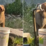 Viral News : समझदार बंदर ने पानी पीकर खुद बंद किया नल, सोशल मीडिया पर Video Viral