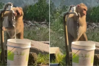 Viral News : समझदार बंदर ने पानी पीकर खुद बंद किया नल, सोशल मीडिया पर Video Viral