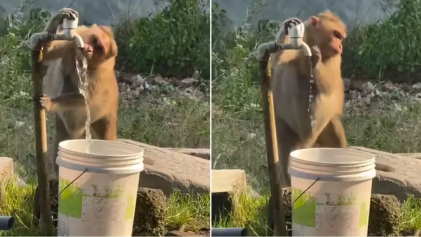 Viral News : समझदार बंदर ने पानी पीकर खुद बंद किया नल, सोशल मीडिया पर Video Viral
