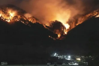 Japan में 30 साल की दूसरी सबसे बड़ी घटना, 11 दिन बाद काबू में आई जंगल की लगी भीषण आग