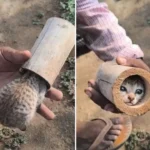 Viral News : बांस में फंसा बिल्ली के बच्चे का सिर, शख्स ने सूझबूझ से बचाई जान; Viral Video ने जीता दिल