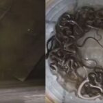 Viral News : पानी की टंकी से निकले 27 सांप, खौफनाक नजारे ने मचाई दहशत; Video Viral