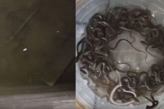 Viral News : पानी की टंकी से निकले 27 सांप, खौफनाक नजारे ने मचाई दहशत; Video Viral