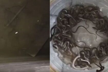 Viral News : पानी की टंकी से निकले 27 सांप, खौफनाक नजारे ने मचाई दहशत; Video Viral