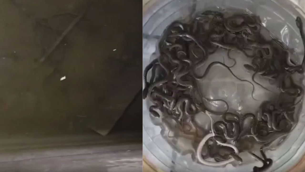 Viral News : पानी की टंकी से निकले 27 सांप, खौफनाक नजारे ने मचाई दहशत; Video Viral