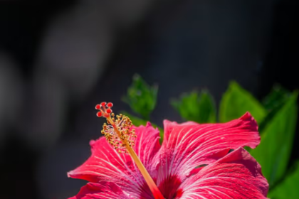 Hibiscus Benefits : गुड़हल के फूल के फायदे