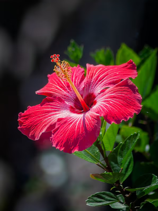 Hibiscus Benefits : गुड़हल के फूल के फायदे